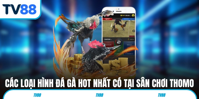 Các loại hình đá gà hot nhất có tại sân chơi Thomo