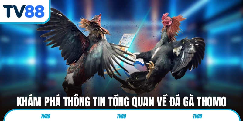 Khám phá thông tin tổng quan về sân chơi đá gà Thomo