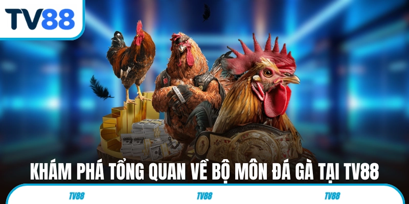 Khám phá tổng quan về bộ môn đá gà tại TV88