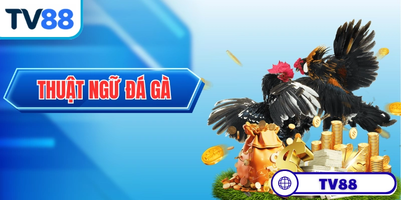 Thuật Ngữ Đá Gà - Giải Thích Chi Tiết Từ Sư Kê Lâu Năm